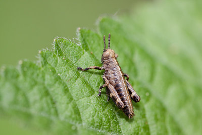 10.05.2011 - Mergoscia (Tessin)<br />Entweder Miramella formosanta oder Odontopodisma decipiens