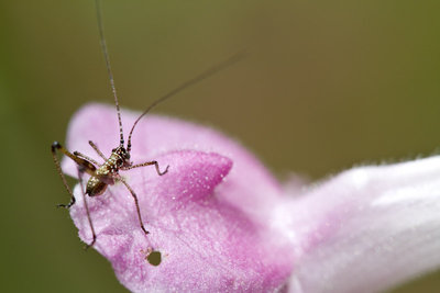 21.05.2011 - Larve der Gemeinen Sichelschrecke (Phaneroptera falcata) am Immenberg