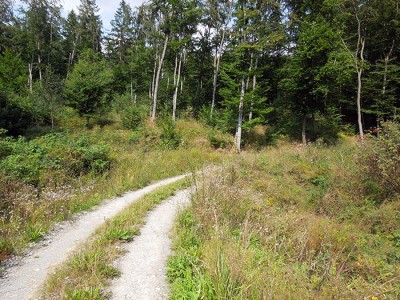 Terrain
