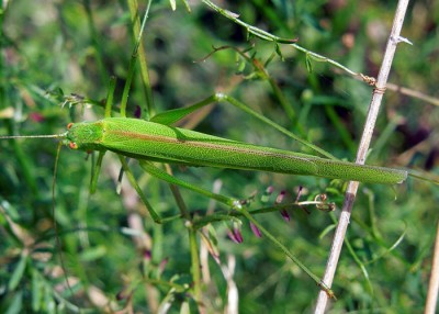 DSCN2443.JPG