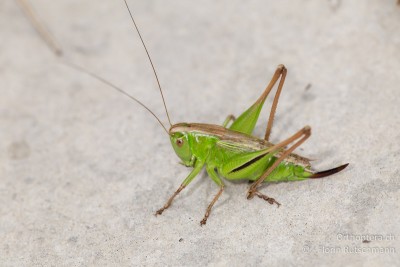 In den Bergwiesen fast überall zu finden; Istrische Beissschrecke (Metrioptera kuntzeni).