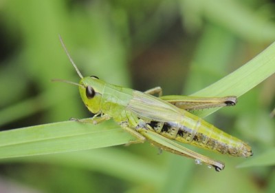 Chorthippus_para_mont_fem_5588.JPG