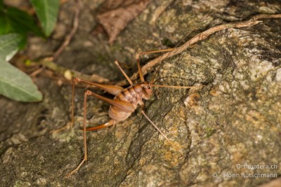 Dolichopoda geniculata ♀ abseits der Grotte