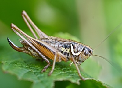 Pholidoptera_sp.JPG