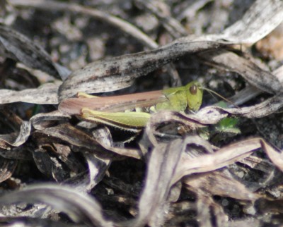 DSC_0009.JPG