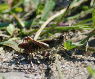 DSC_0005.JPG