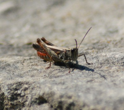 DSC_0017.JPG