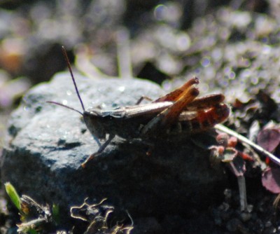 DSC_0043.JPG