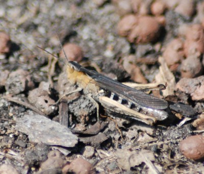 DSC_0047.JPG