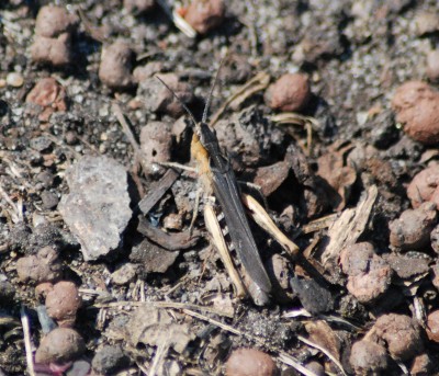 DSC_0054.JPG
