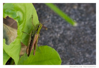 Chorthippus sp.