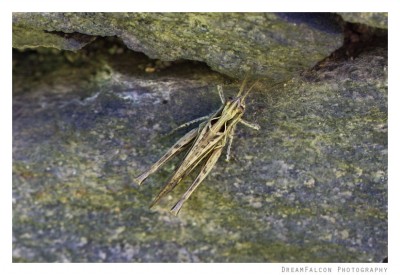 Chorthippus sp.