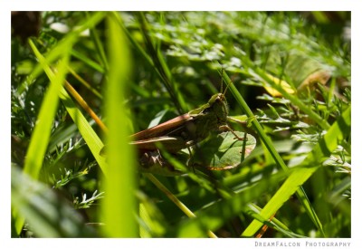 Chorthippus sp. ♀