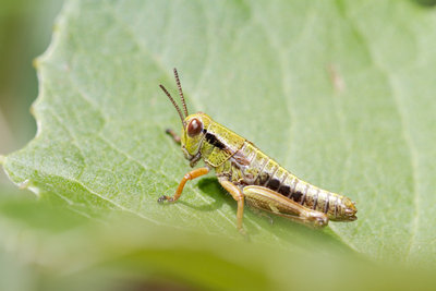 23.05.2011 - Natürlich Miramella alpina-Larven. Interssanterweise sassen oder marschierten sehr viele im Streu, auf dem Laub oder direkt auf dem Boden herum. Nur relativ wenige sonnten so typisch auf den Blätter!