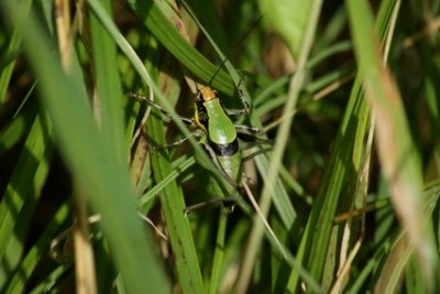 Euphalidoptera chabrieri Grüne Strauchschrecke8_Bildgröße ändern_Bildgröße ändern_Bildgröße ändern.JPG