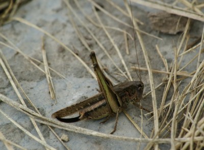 Platycleis albopunctata grisea Graue Beissschrecke W 3_Bildgröße ändern_Bildgröße ändern.JPG