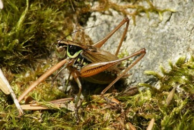 Metrioptera roeselii 8_Bildgröße ändern_Bildgröße ändern.jpg