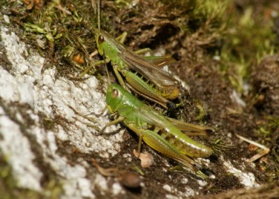 Chorthippus parallelus Gemeiner Grashüpfer 2_Bildgröße ändern_Bildgröße ändern.jpg