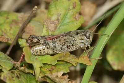 Ailopus strepens Braune Strandschrecke 1_Bildgröße ändern_Bildgröße ändern.JPG