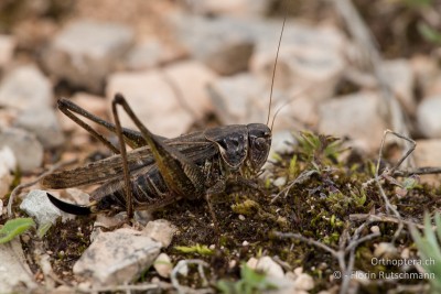 Platycleis romana