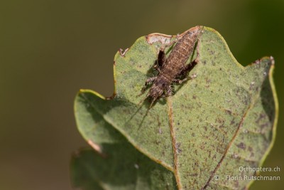 Arachnocephalus vestitus Männchen