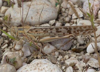 Schistocerca gregaria