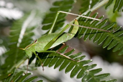 Weibchen von Leptophyes laticauda - Südliche Zartschrecke beim sonnen.
