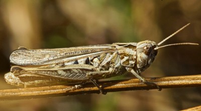 Chorthippus ??