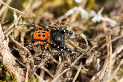 Röhrenspinne Eresus cf. kollari