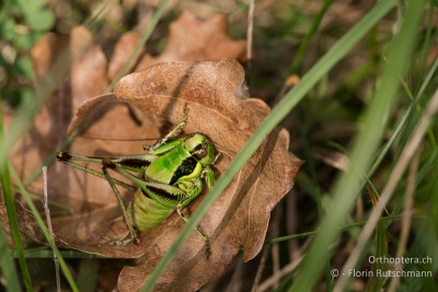 Eupholidoptera danconai