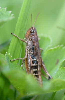 cf_Omocestus_rufipes_8296.JPG