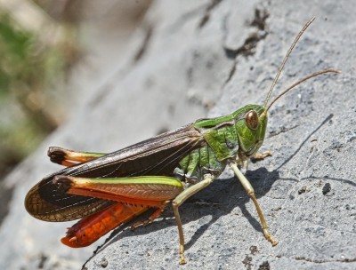 Stenobothrus fischeri ?