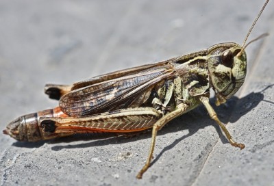Stenobothrus fischeri ?