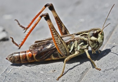 Stenobothrus fischeri ?