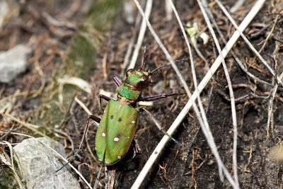 23.05.2011 - Feld-Sandlaufkäfer (Cicindela campestris)