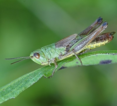 k-AlbAlp20140801_003.JPG