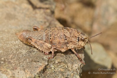 Paranocarodes chopardi ♀