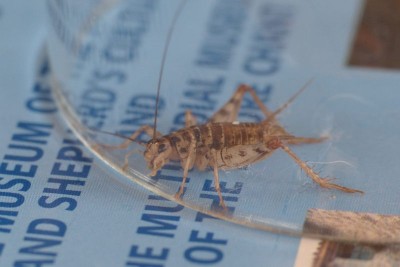 12_10_2014_Gryllomorpha_dalmatina.jpg
