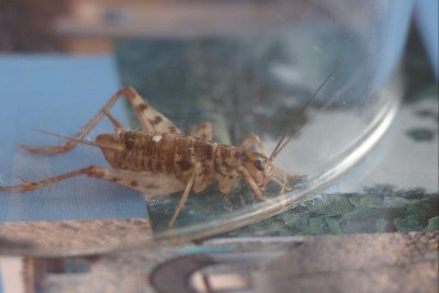12_10_2014_Gryllomorpha_dalmatina-2.jpg