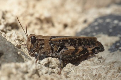 3) 6.10.2014, bei Orosei, an Steinmauer beim Ferienhaus; Olivenhaine, Macchia