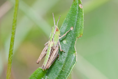 04.06.2011 - Schaffhausen, Merishausen<br />Larve des Heidegrashüpfers (Stenobothrus lineatus). Im gegensatz zu diesem exemplar waren viele adult und am singen.