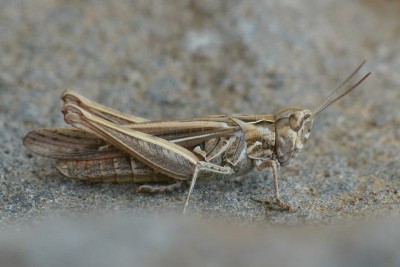06_10_2014_Chorthippus_brunneus2.jpg