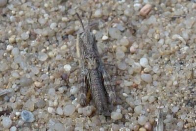 Sandschreckenlarve