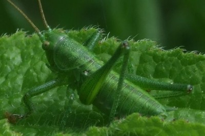 2015_05290004 Ausschnitt.jpg
