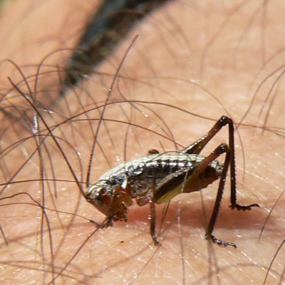 Metrioptera_brachyptera_ny_20150607_1515_2b.JPG