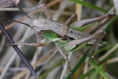 Gampsocleis glabra.jpg