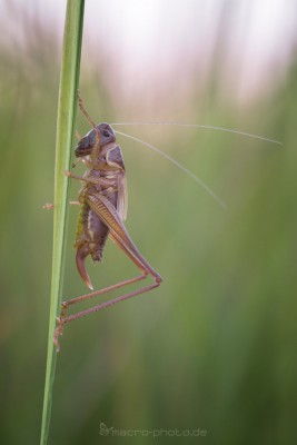 Pholidoptera-sp._1.jpg