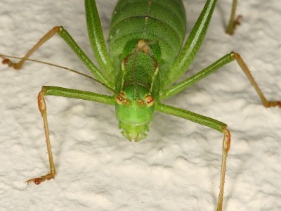 Strauchschrecke