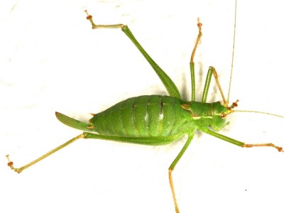 Heuschrecke 3_1.JPG