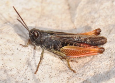 Omocestes rufipes